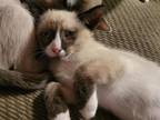 Mocha Snowshoe Litter