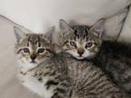 Female And Male Kittens