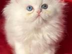 BBeautiful White Dollface Persian Female