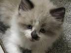 Seal Mink Snowshoe Ragdoll