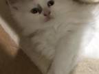 Ragdoll BiColor Miss Bold And Fearless