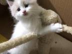 Ragdoll BiColor Cream White