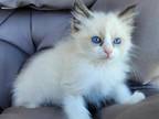 Gorgeous Bi Color Kitten