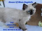 RAGDOLL KITTEN Of HOUSE OF BLUES TICA CATTERY