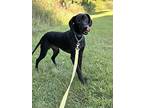 Eddie, Labrador Retriever For Adoption In Stanton, Michigan