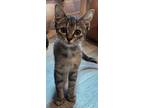 Gwen, Tabby For Adoption In Denver, North Carolina
