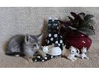 Diamond, Domestic Shorthair For Adoption In Winchester, Tennessee
