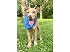 Puppy Peanut Butter, Labrador Retriever For Adoption In Salem, New Hampshire