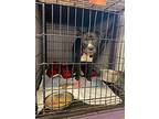 Jet, American Pit Bull Terrier For Adoption In Gloversville, New York