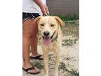 Frankie, Labrador Retriever For Adoption In Windsor, Colorado