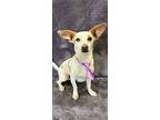Kipper, Dachshund For Adoption In Lodi, California