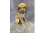 River, Terrier (unknown Type, Small) For Adoption In Lodi, California