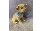 Ranger, Terrier (unknown Type, Small) For Adoption In Lodi, California