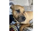 Max, American Staffordshire Terrier For Adoption In Roswell, Georgia