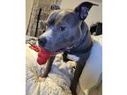 Jax, American Pit Bull Terrier For Adoption In Charlotte, North Carolina