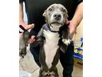 Bruce Haggis Mccloud 60018, American Pit Bull Terrier For Adoption In Pampa