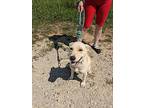 Bee Bee, Retriever (unknown Type) For Adoption In Jackson, Tennessee