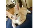 Frito, Domestic Shorthair For Adoption In Gastonia, North Carolina