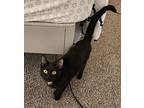 Penny, Domestic Shorthair For Adoption In Okemah, Oklahoma