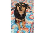 Tallie, Dachshund For Adoption In Littleton, Colorado