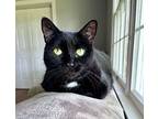 Marley, Domestic Shorthair For Adoption In Lewistown, Pennsylvania