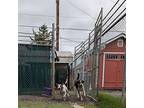 Mini, American Pit Bull Terrier For Adoption In Aberdeen, Washington