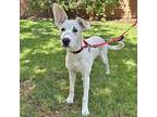 Churro, Retriever (unknown Type) For Adoption In Walnut Creek, California