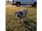 Payday, American Staffordshire Terrier For Adoption In Framingham, Massachusetts