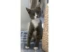 Punky, Domestic Shorthair For Adoption In Oak Ridge, Tennessee