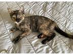 Bella, Domestic Shorthair For Adoption In Attalla, Alabama