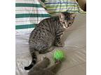 Daniella, Domestic Shorthair For Adoption In Attalla, Alabama