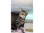Mango, Domestic Shorthair For Adoption In Indiana, Pennsylvania