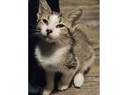 Griffin, Domestic Shorthair For Adoption In Winter Haven, Florida