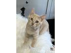 Garfield, Domestic Shorthair For Adoption In Canton, South Dakota