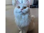 Puff, Turkish Angora For Adoption In San Francisco, California