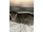 Adopt Tiger lily a Domestic Medium Hair