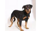 Adopt Reta a Rottweiler