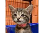 Adopt Versona a Domestic Medium Hair