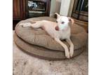 Adopt Dixie a Terrier