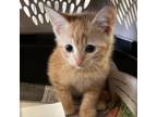 Adopt Strawberry a Domestic Short Hair