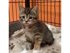 Adopt Claire a Domestic Medium Hair
