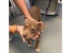 Adopt Aquarius a Terrier