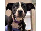 Adopt Paisley a Retriever