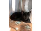 Adopt Farrah Pawcett a Domestic Short Hair