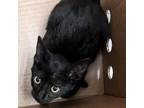 Adopt Espresso a Domestic Short Hair