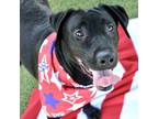 Adopt Lola a Labrador Retriever, Mixed Breed