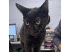 Adopt Daphney a Domestic Short Hair