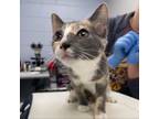 Adopt Meredith a Domestic Short Hair