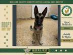 Adopt Cassie a Mixed Breed