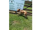 Adopt Holly a Black Mouth Cur